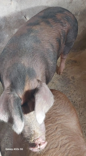 Porci de vânzare   Crescuți în gospodărie, 100% natural! - imagine 2