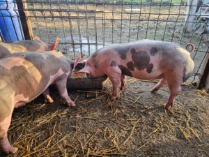 Porci pietrain 6 ramasi purcei pietrian Belgian de 12 saptamani pt carne 