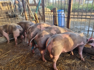 Porci pietrain 6 ramasi purcei pietrian Belgian de 12 saptamani pt carne  - imagine 2