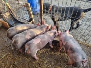 Porci pietrain 6 ramasi purcei pietrian Belgian de 12 saptamani pt carne  - imagine 4