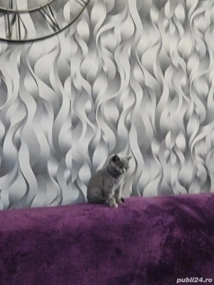 Ciobanesc german negru  - imagine 3