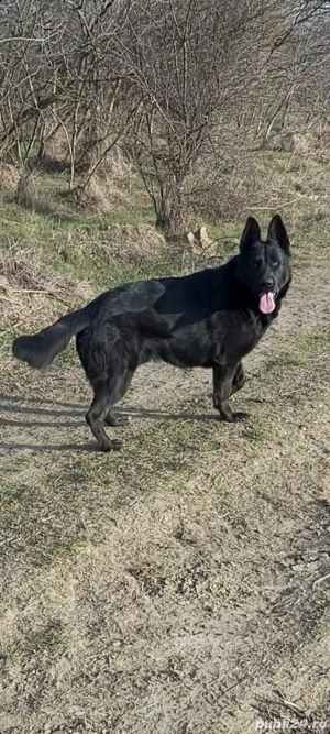 Ciobanesc german negru  - imagine 5