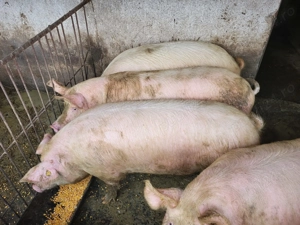 Porci de vânzare pentru Crăciun   Ghenetea, jud. Bihor - imagine 2