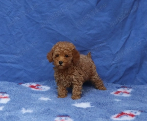  Disponibili pui Pudel ( Canis ) toy rosu si apricot 