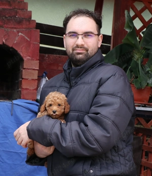  Disponibili pui Pudel ( Canis ) toy rosu si apricot  - imagine 2