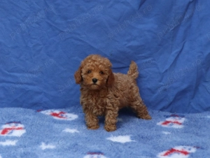  Disponibili pui Pudel ( Canis ) toy rosu si apricot  - imagine 3