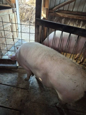 Purcelușă de vânzare.  