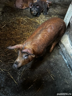 soldani duroc 