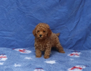  Disponibili pui Pudel ( Canis ) toy rosu si apricot  - imagine 4