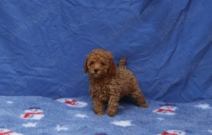  Disponibili pui Pudel ( Canis ) toy rosu si apricot  - imagine 5