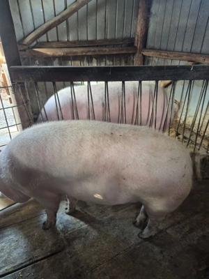 Purcelușă de vânzare.   - imagine 2