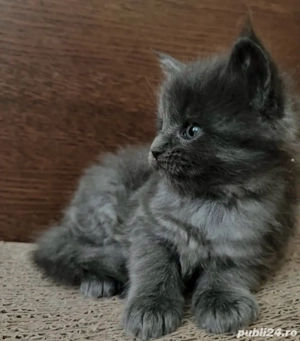 Maine Coon 