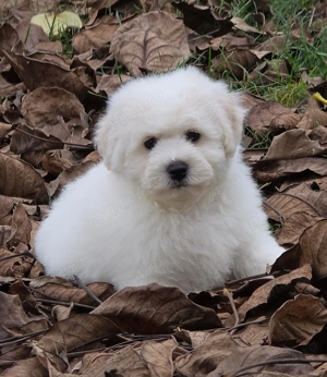 Disponibili pui Bichon Frise cu pedigree Fci - imagine 2