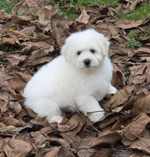 Disponibili pui Bichon Frise cu pedigree Fci - imagine 3