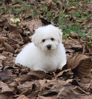 Disponibili pui Bichon Frise cu pedigree Fci - imagine 4