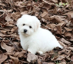 Disponibili pui Bichon Frise cu pedigree Fci