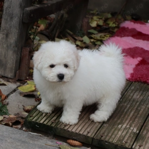 Disponibili pui Bichon Frise cu pedigree Fci - imagine 5