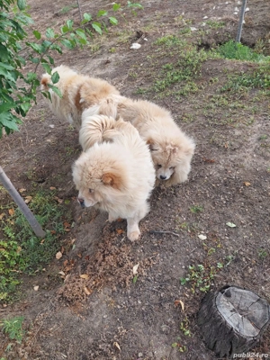 Vand chow chow 3 femele si 1 mascul