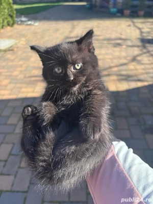 Motanel British Shorthair - imagine 5