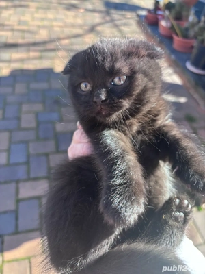 Motanel British Shorthair - imagine 2