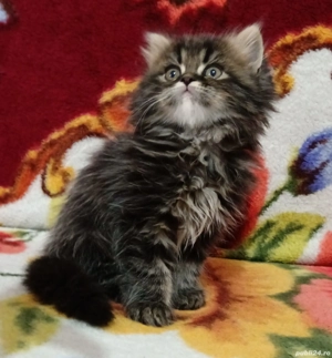 Norvegian de pădure  - imagine 3