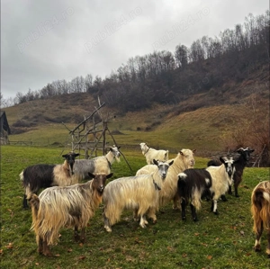 Capre de vânzare  - imagine 2