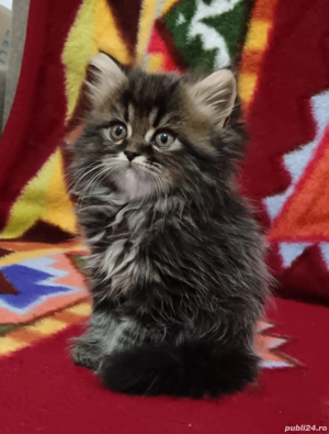 Norvegian de pădure  - imagine 2