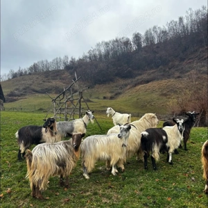 Capre de vânzare  - imagine 3