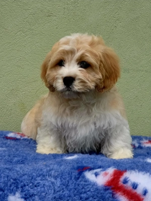 Cavapoo deosebiti - imagine 2