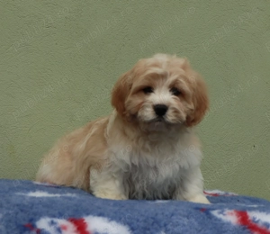 Cavapoo deosebiti - imagine 3