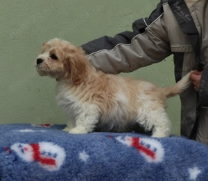 Cavapoo deosebiti - imagine 4