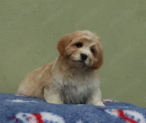 Cavapoo deosebiti - imagine 5
