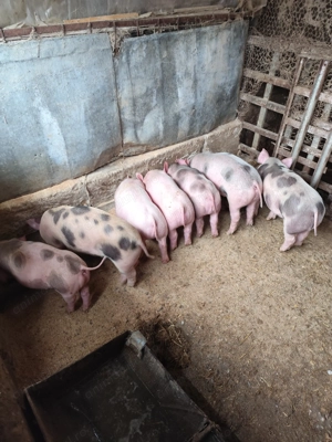 Vând purcei  - imagine 2