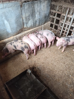 Vând purcei  - imagine 3