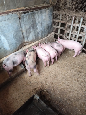 Vând purcei  - imagine 4