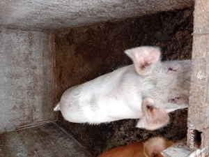 Vând 3 porci de 100-130 kg