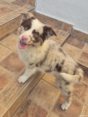 border collie pedigree export 