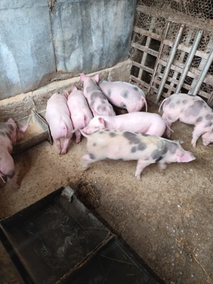 Vând purcei  - imagine 5