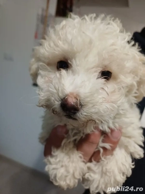 ,,O fetiță  si un baiat,, - imagine 2