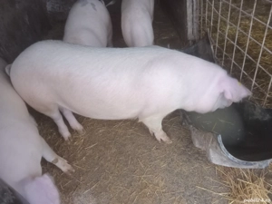 vand porci - imagine 2