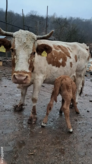 Vand vaca cu vitea  - imagine 4