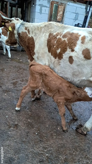 Vand vaca cu vitea  - imagine 3