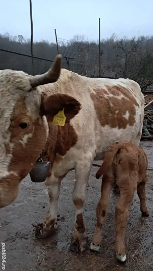 Vand vaca cu vitea  - imagine 2