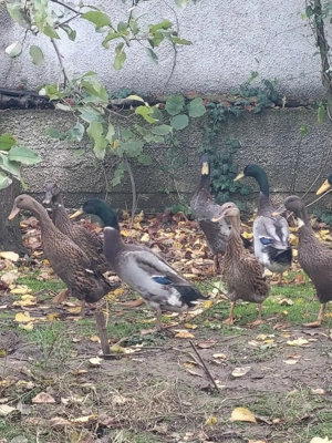 Vand schimb ratoi alergatori indieni