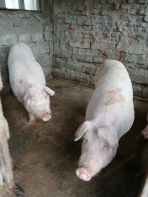 Porci de vânzare crescuți în gospodărie proprie
