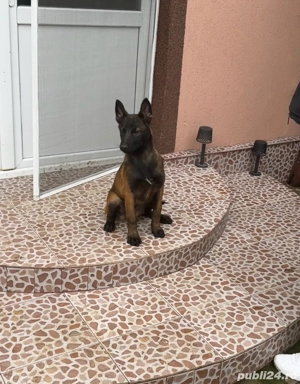 belgian malinois 