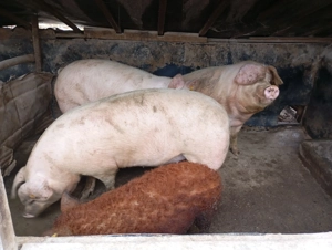 Porc gras si mangalita  - imagine 2