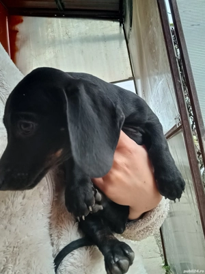 vând tekel vacinat  deparisatst mai am un băiat 