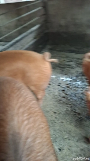 Porc de vinzare  - imagine 2