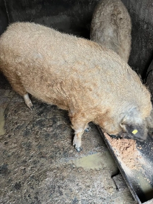 Porc mangalita - imagine 3